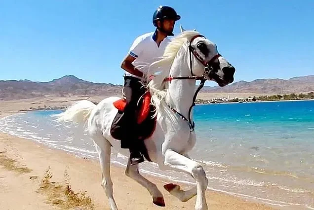 Passeggiata a cavallo a Dahab