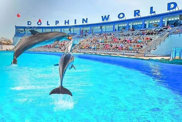 Escursione con i delfini a Hurghada