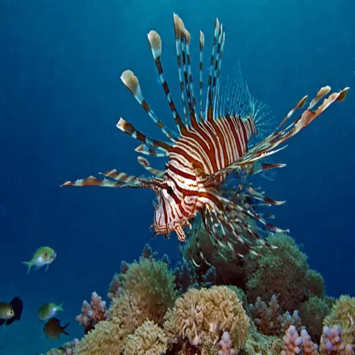 Tour di Natale in Egitto di 12 giorni con crociera sul Nilo – Sharm el-Sheikh
