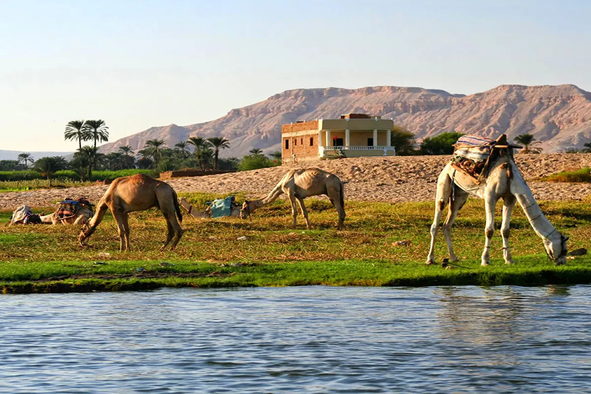 Esperienza privata autentica in cammello a Luxor