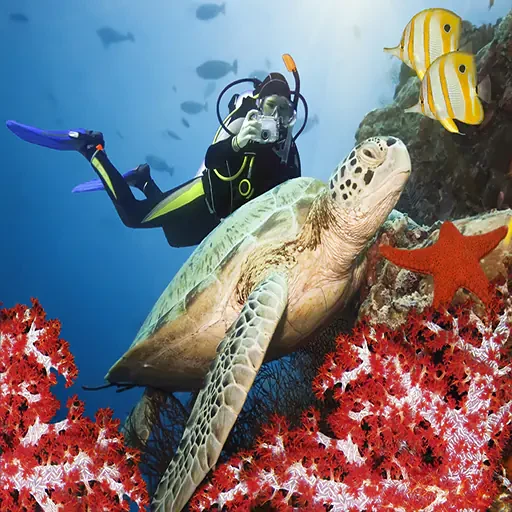 Immersione premium a Sharm el-Sheikh ed esplorazione dei relitti