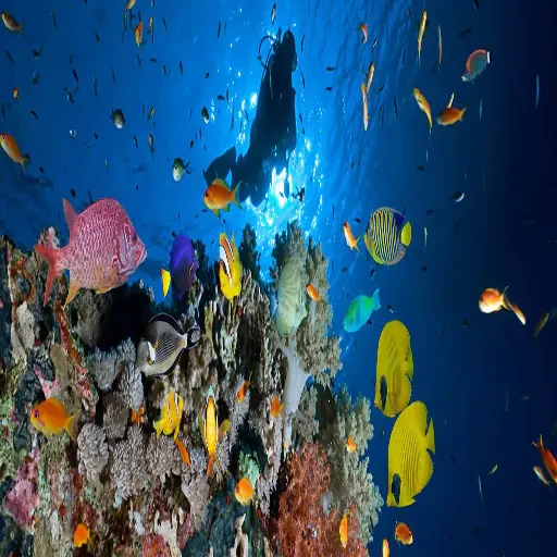 Immersione premium a Sharm el-Sheikh ed esplorazione dei relitti