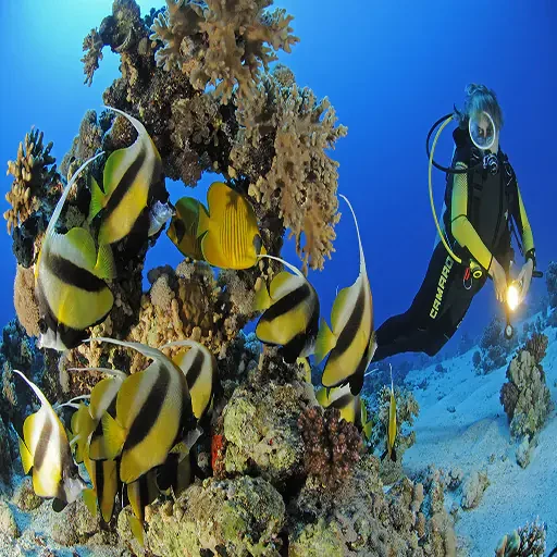 Immersione premium a Sharm el-Sheikh ed esplorazione dei relitti