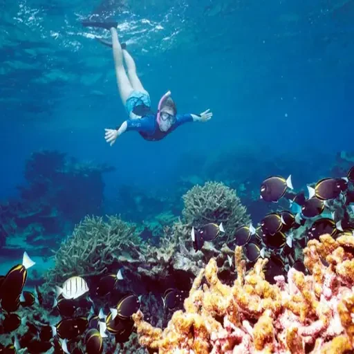 Escursione premium di snorkeling a Ras Mohammed