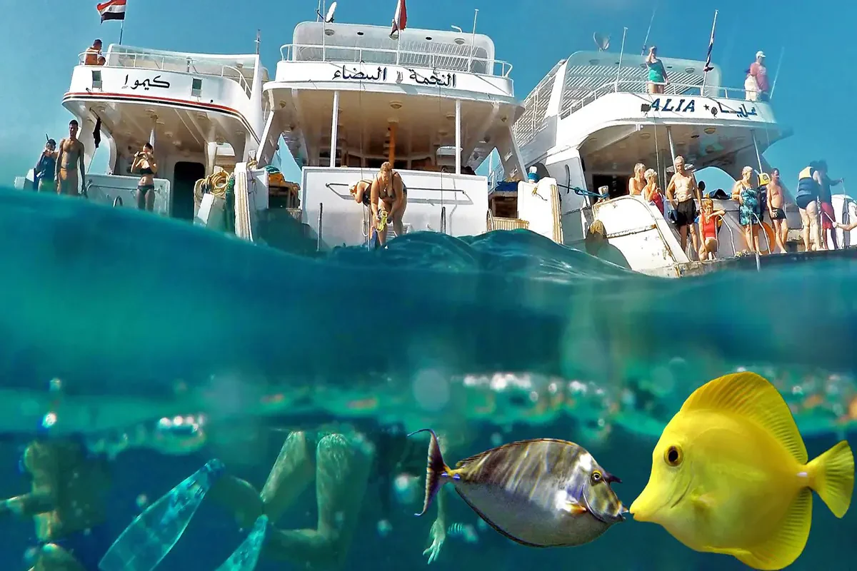 Esperienza premium di snorkeling all’Isola Giftun
