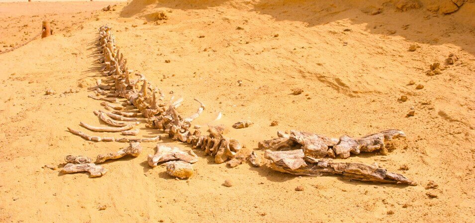 Tour premium da Alessandria a Fayoum
