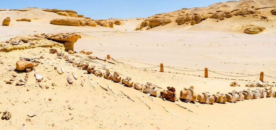 Tour premium da Alessandria a Fayoum